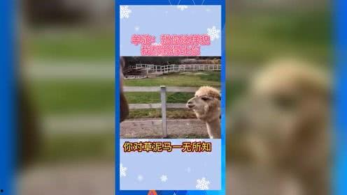 2022年娱乐吃瓜群众,吃瓜群众年度盘点