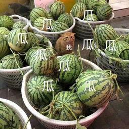 无拘无束的娱乐吃瓜,无拘无束的吃瓜盛宴