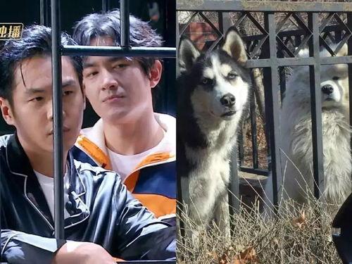 吃瓜娱乐林狗,吃瓜娱乐界的风云人物