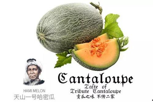 娱乐吃瓜喷子是谁的作品,网络红人的崛起与争议