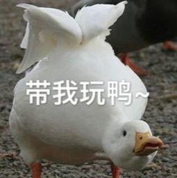 娱乐吃瓜酱鸭鸭视频大全,盘点热门视频大全