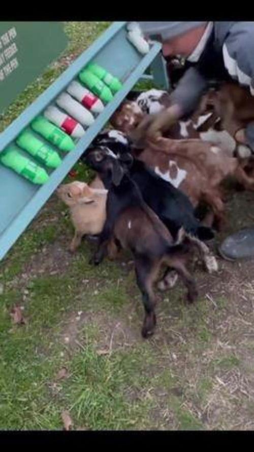 吃瓜娱乐咩咩羊,揭秘娱乐圈幕后故事