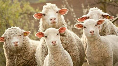 娱乐吃瓜酱羊,揭秘娱乐圈那些不为人知的幕后故事