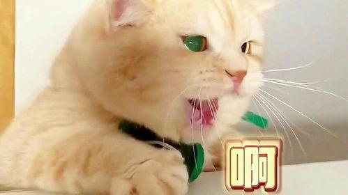 娱乐吃瓜君猫猫生气歌,娱乐吃瓜君带你领略萌宠音乐魅力