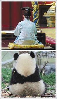 娱乐圈吃瓜熊猫胖胖,熊猫胖胖的吃瓜日常