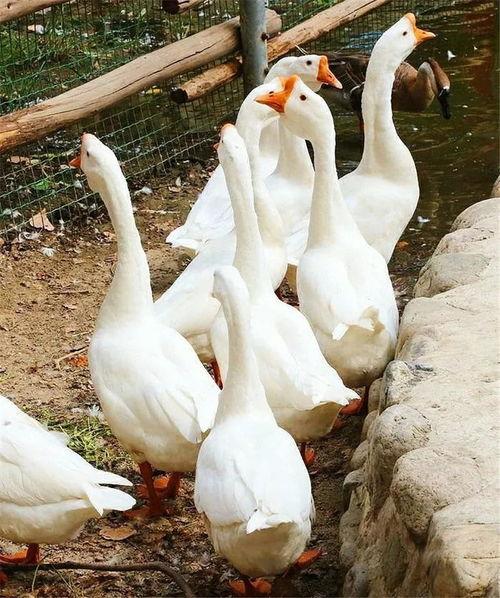 八鹅吃瓜菌娱乐圈