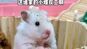 鼠鼠娱乐吃瓜,揭秘娱乐圈吃瓜背后的真相