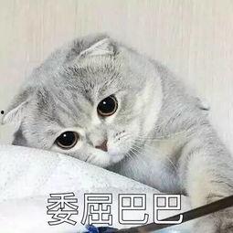 娱乐吃瓜君猫猫生气歌