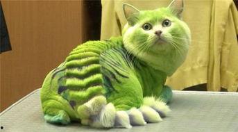 娱乐吃瓜君猫猫生气歌